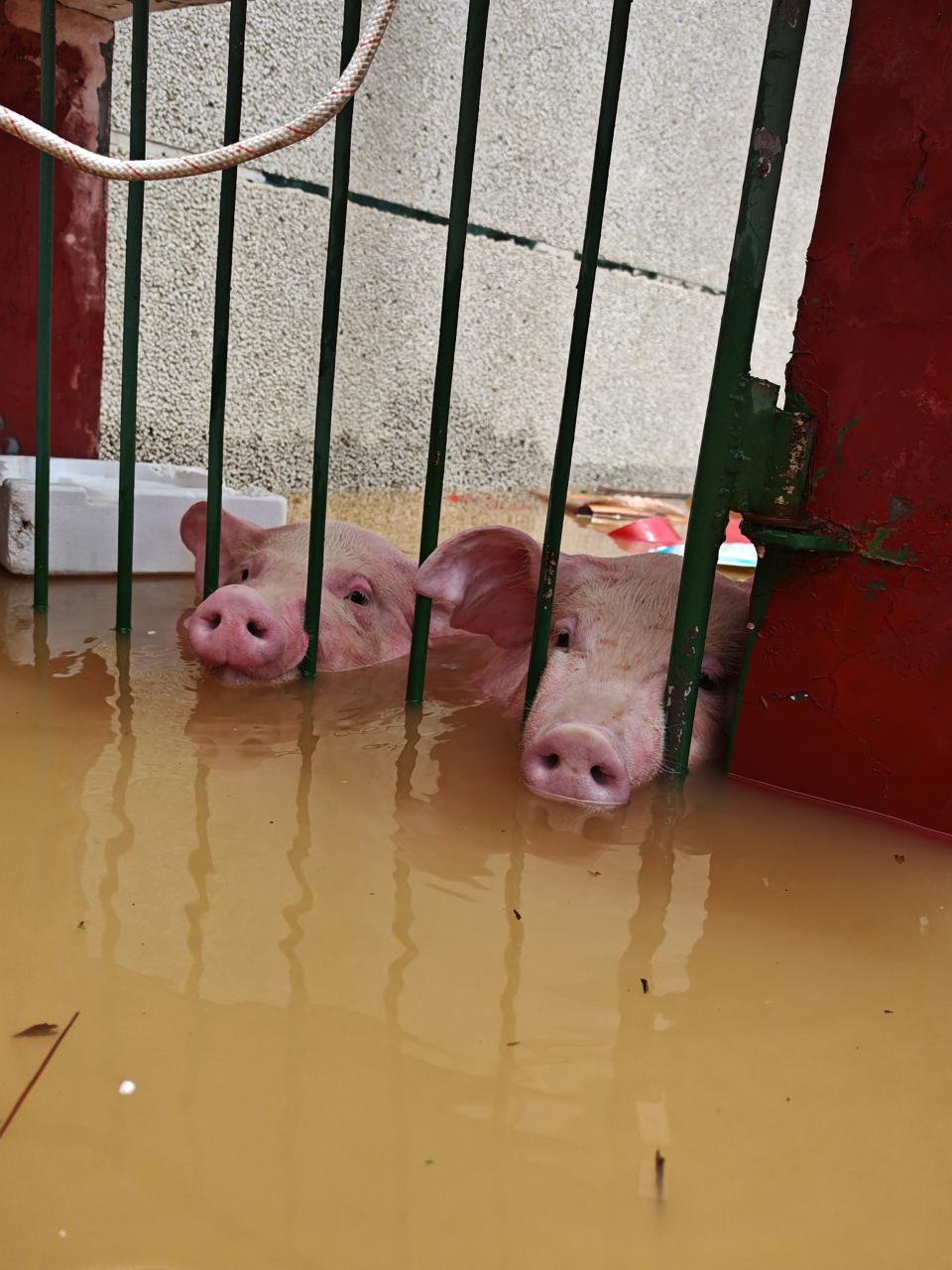 涓水湘潭县四新堤决口,村民家几十头猪被淹,民兵泡